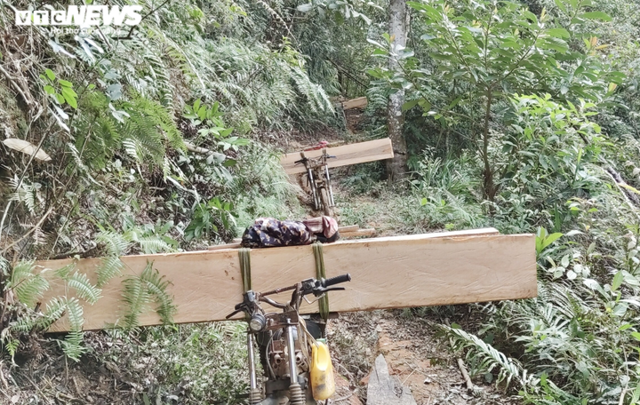 Cận cảnh rừng Mang Yang bị 'xẻ thịt' tan hoang tại Gia Lai - 5