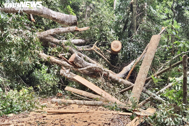Cận cảnh rừng Mang Yang bị 'xẻ thịt' tan hoang tại Gia Lai - 10