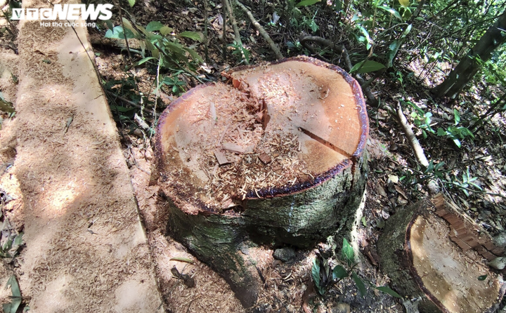 Cận cảnh rừng Mang Yang bị 'xẻ thịt' tan hoang tại Gia Lai - 8