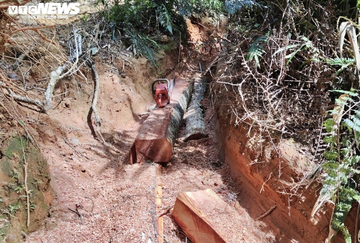 Cận cảnh rừng Mang Yang bị 'xẻ thịt' tan hoang tại Gia Lai - 6