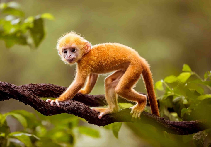 12 con giáp tuần mới 7/6-13/6: Dần công việc tiến triển tốt, Thân được tỏ tình - 2