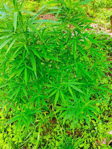 Người đàn ông Pháp trồng hơn 100 cây cần sa ở bãi giữa sông Hồng - 1