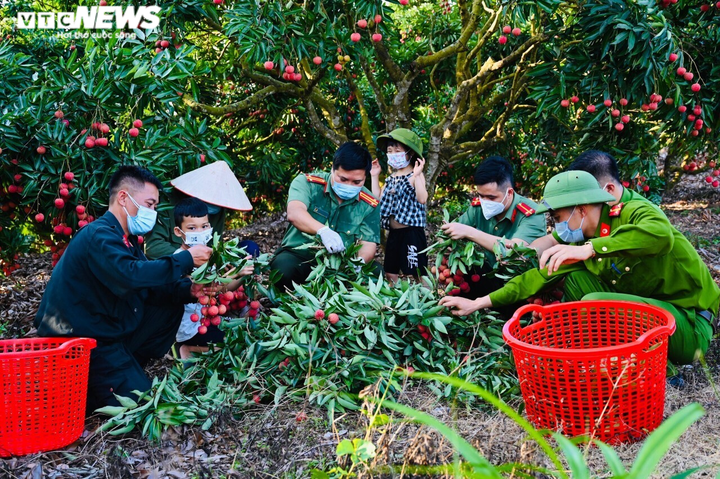 Công an Bắc Giang xắn tay giúp nông dân thu hoạch vải trong mùa COVID-19 - 3