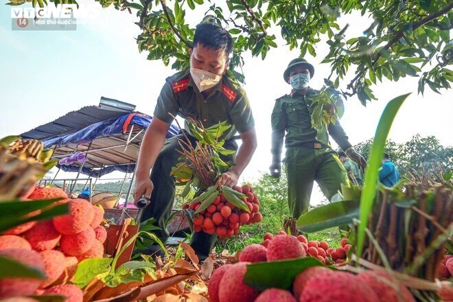 Công an Bắc Giang xắn tay giúp nông dân thu hoạch vải trong mùa COVID-19 - 7