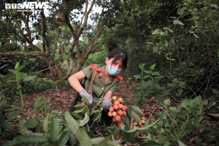Công an Bắc Giang xắn tay giúp nông dân thu hoạch vải trong mùa COVID-19 - 5