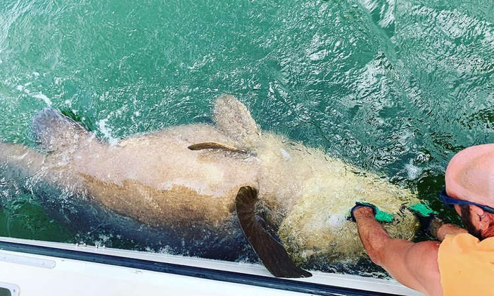 Bắt được cá mú 'quái vật' nặng gần 2 tạ siêu quý hiếm - 1