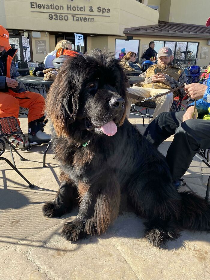 Choáng nhẹ với hội chó cưng mang ‘gen đột biến’, chống chỉ định ‘sen’ yếu tim - 11