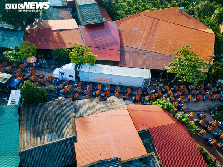 Ảnh: Ấn tượng hàng dài xe chở vải nối đuôi nhau đến điểm thu mua ở Bắc Giang - 4