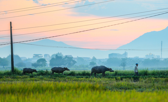 Đẹp ngây ngất mùa lúa chín ở ngoại ô Hà Nội - 9