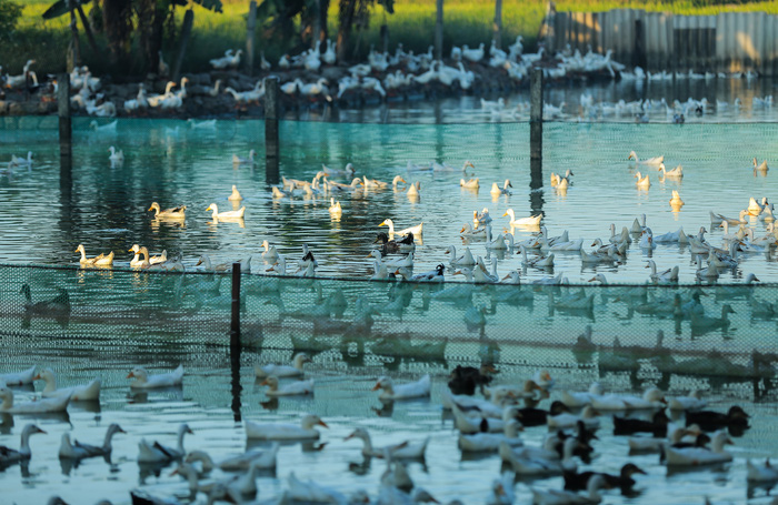 Đẹp ngây ngất mùa lúa chín ở ngoại ô Hà Nội - 10