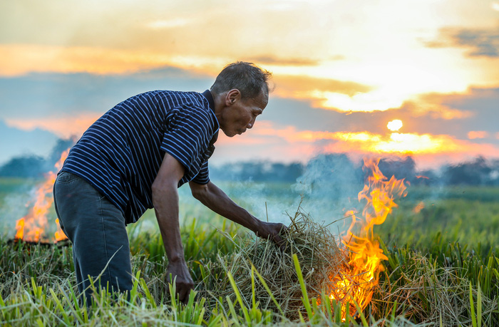 Đẹp ngây ngất mùa lúa chín ở ngoại ô Hà Nội - 5