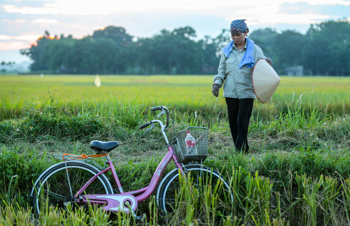 Đẹp ngây ngất mùa lúa chín ở ngoại ô Hà Nội - 7