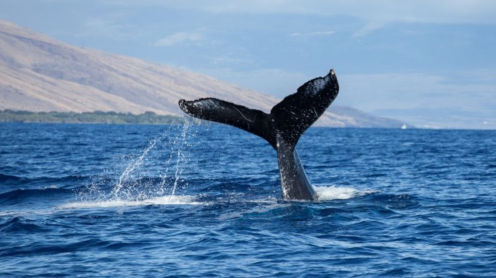 Máy dò bom hạt nhân 'đánh hơi' thấy tiếng hát kỳ quái dưới đáy đại dương - 1