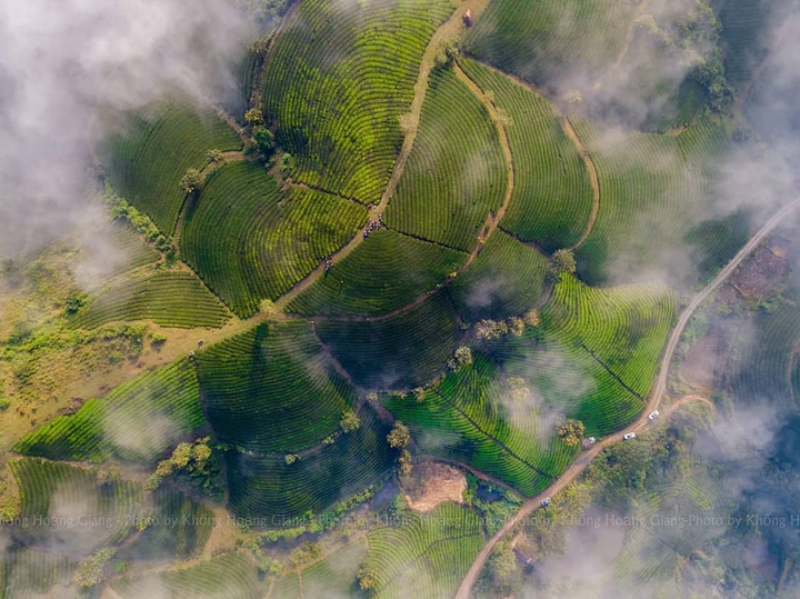 Ốc đảo chè ẩn hiện giữa biển mây: Cảnh sắc ‘cực phẩm’ chỉ có ở đất Tổ Phú Thọ - 3