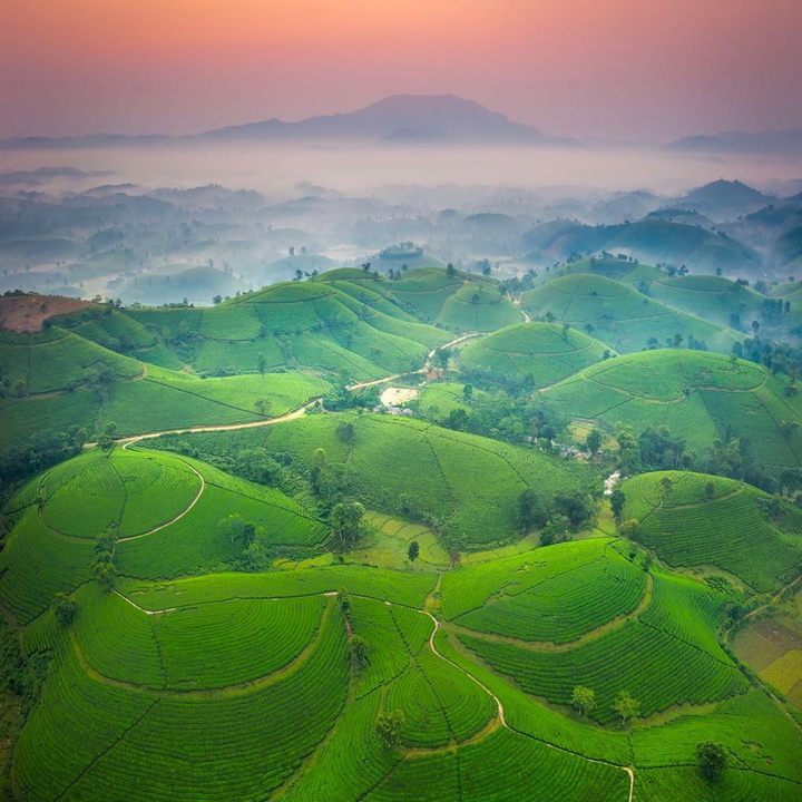 Ốc đảo chè ẩn hiện giữa biển mây: Cảnh sắc ‘cực phẩm’ chỉ có ở đất Tổ Phú Thọ - 7