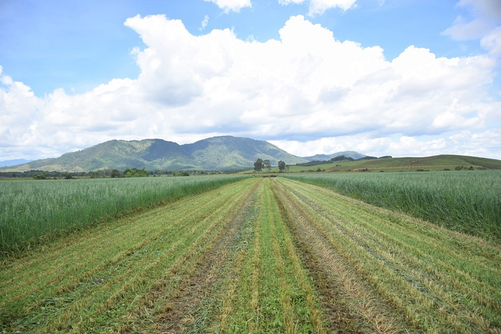 Tổ hợp trang trại tại Lào của Vinamilk đẩy nhanh tiến độ hoàn thành giai đoạn 1 - 2