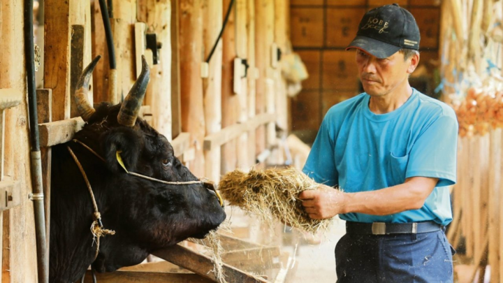Những loại thịt bò đắt hơn vàng, cắn một miếng là 'đi tong' cả triệu bạc - 2