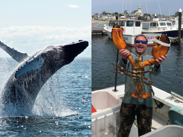 Ngư dân bị cá voi nuốt chửng rồi nhổ ra ly kỳ sau 40 giây - 1