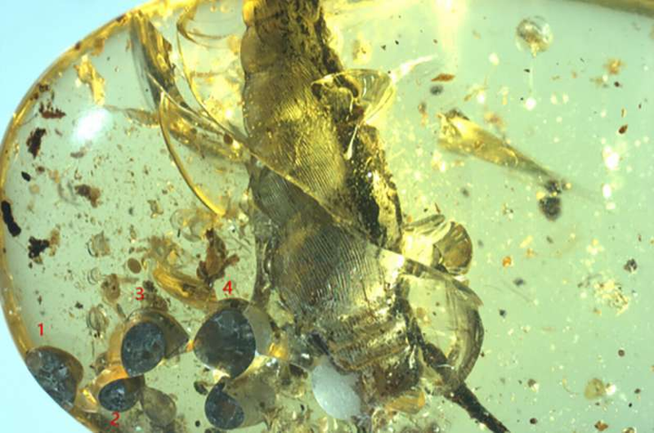 Nỗ lực cứu đàn con non trong tuyệt vọng của ốc sên mẹ 99 triệu tuổi - 1