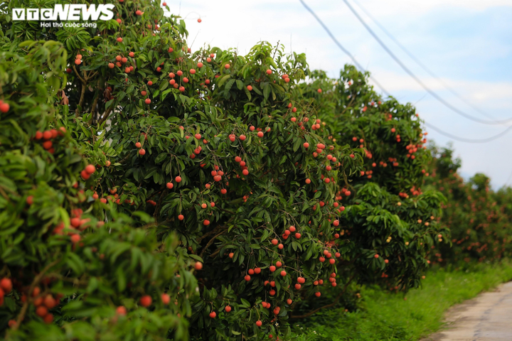Ảnh: Người dân Bắc Giang soi đèn, xuyên đêm thu hoạch vải thiều - 10