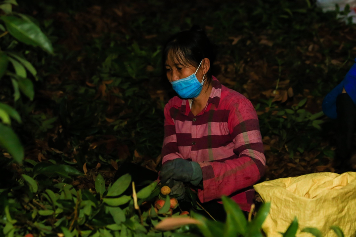 Ảnh: Người dân Bắc Giang soi đèn, xuyên đêm thu hoạch vải thiều - 5