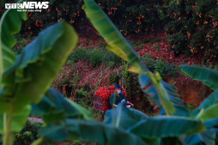 Ảnh: Người dân Bắc Giang soi đèn, xuyên đêm thu hoạch vải thiều - 9