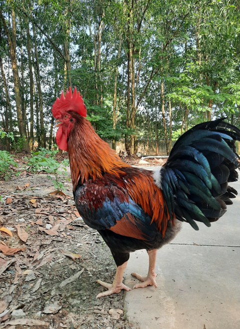 Giống gà Mía số 1- Dabaco: Tối ưu hiệu quả cho người chăn nuôi - 2