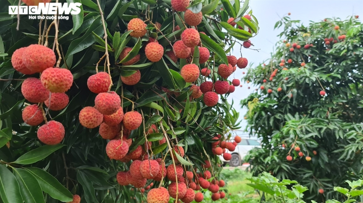 Vải thiều Bắc Giang xuất ngoại trong 'bão dịch' COVID-19 - 1