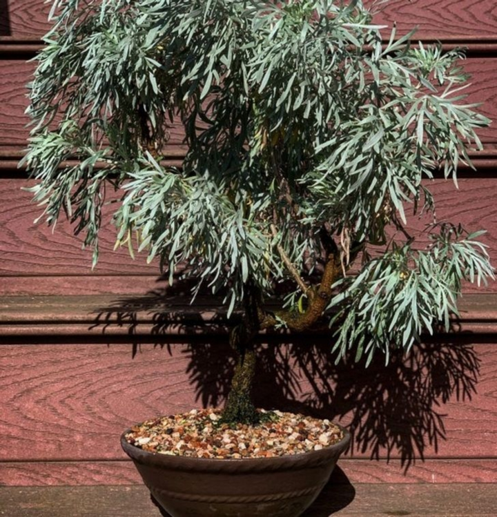 8 loại cây cảnh giúp đuổi côn trùng trong nhà bạn - 7
