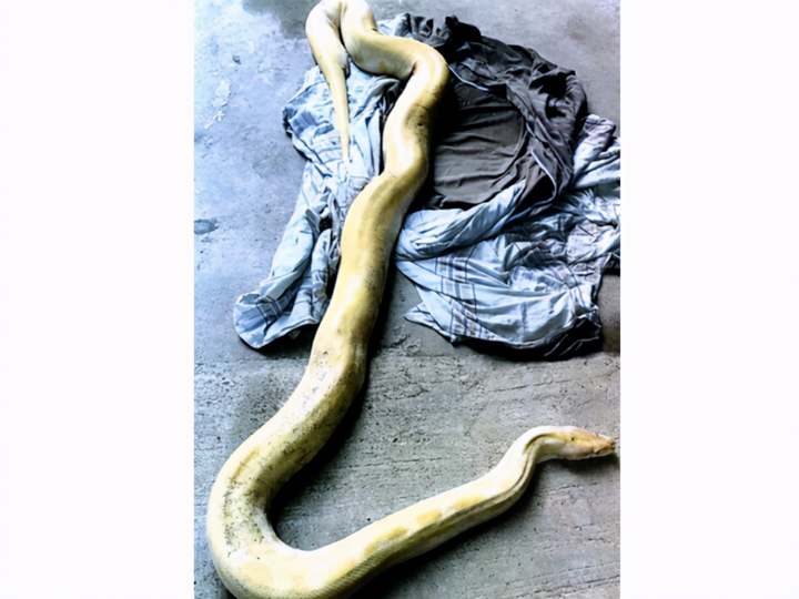 Trăn vàng quý hiếm nặng gần 40 kg rơi từ tầng 20 chung cư xuống đất - 1