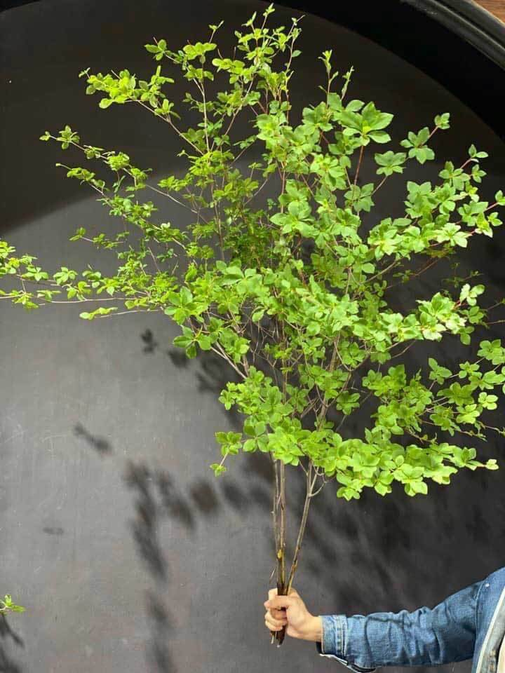 Tranh nhau mua cành cây giá tiền triệu - 1