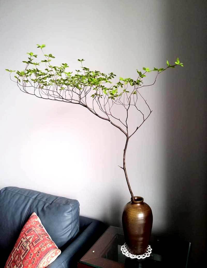 Tranh nhau mua cành cây giá tiền triệu - 2