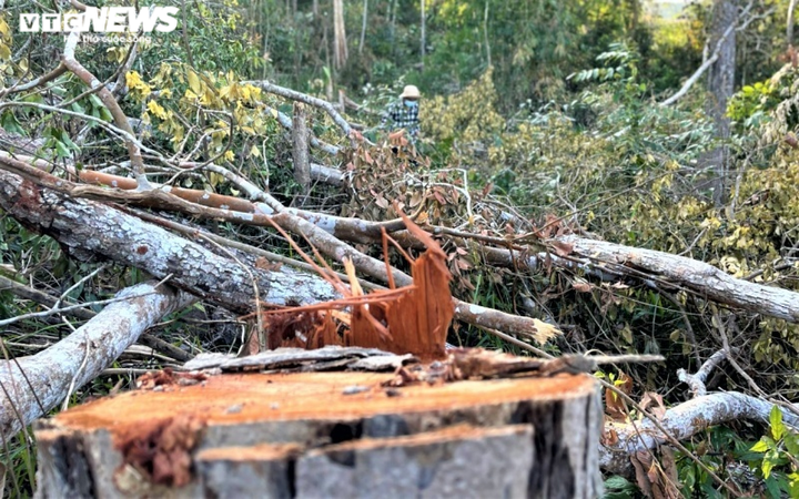 Khởi tố vụ lâm tặc 'xẻ thịt' rừng tự nhiên ở Đắk Lắk - 1