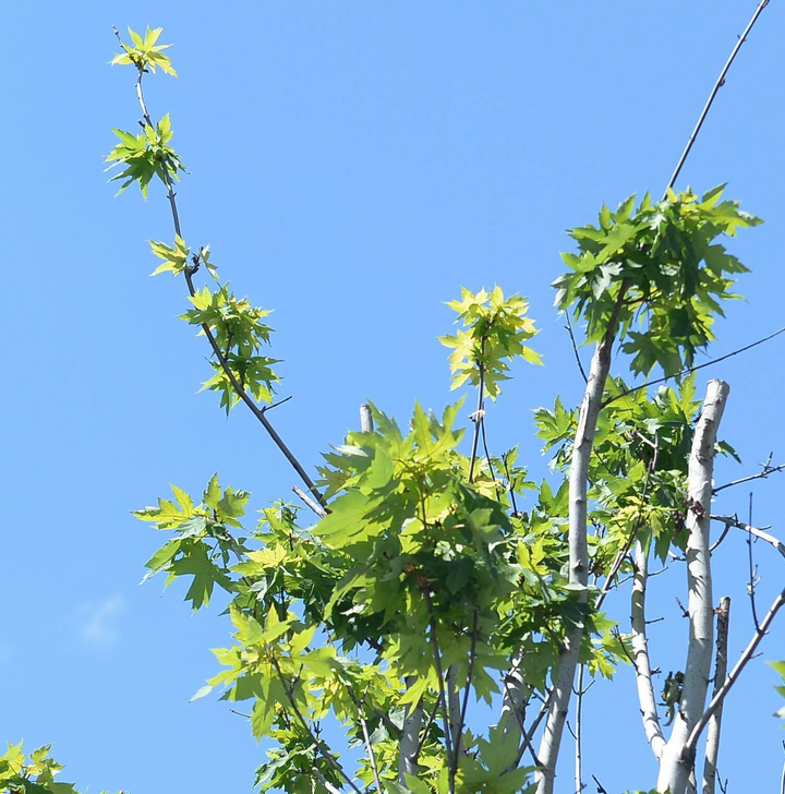 Ảnh: Hàng phong lá đỏ ở Hà Nội phải di chuyển để tránh nóng - 4