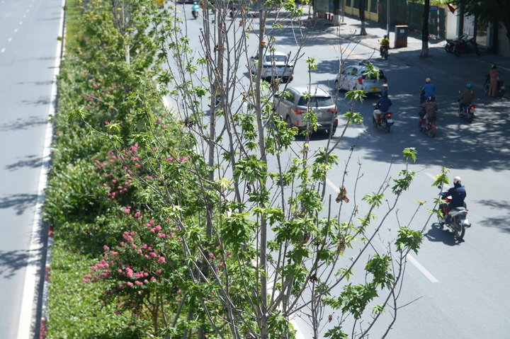 Ảnh: Hàng phong lá đỏ ở Hà Nội phải di chuyển để tránh nóng - 6