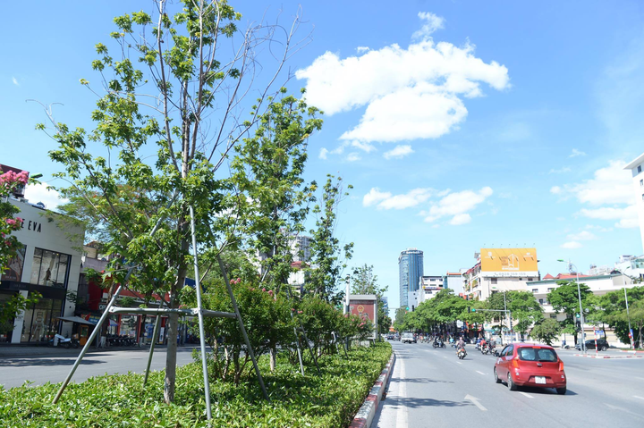 Ảnh: Hàng phong lá đỏ ở Hà Nội phải di chuyển để tránh nóng - 3