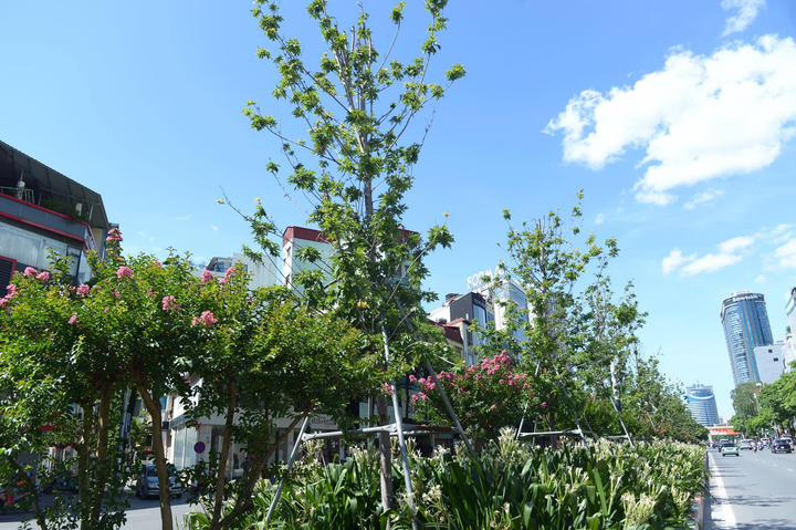 Ảnh: Hàng phong lá đỏ ở Hà Nội phải di chuyển để tránh nóng - 8