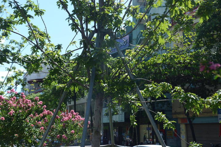 Ảnh: Hàng phong lá đỏ ở Hà Nội phải di chuyển để tránh nóng - 5