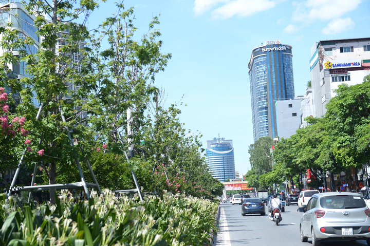 Ảnh: Hàng phong lá đỏ ở Hà Nội phải di chuyển để tránh nóng - 2