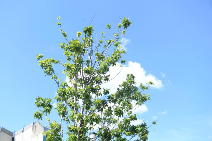 Ảnh: Hàng phong lá đỏ ở Hà Nội phải di chuyển để tránh nóng - 7