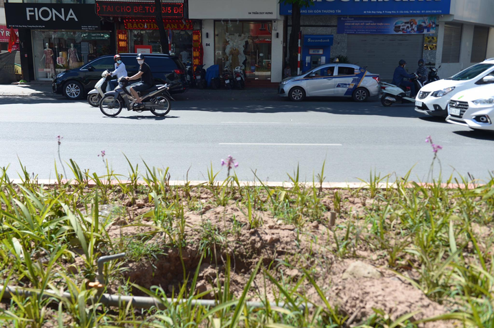 Ảnh: Hàng phong lá đỏ ở Hà Nội phải di chuyển để tránh nóng - 1