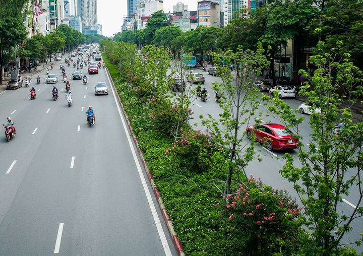 Vì sao Hà Nội di chuyển hàng phong lá đỏ giữa ngày nắng nóng? - 1