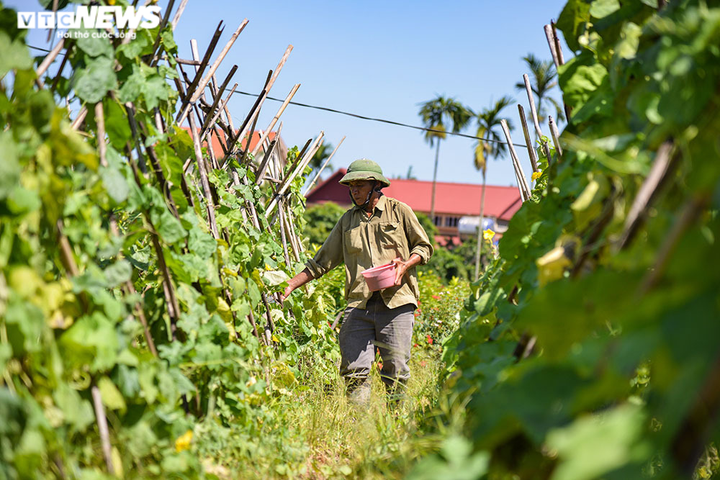Ảnh: Nông dân ngoại thành Hà Nội 'bán lưng' dưới chảo lửa chống nắng hoa màu - 3