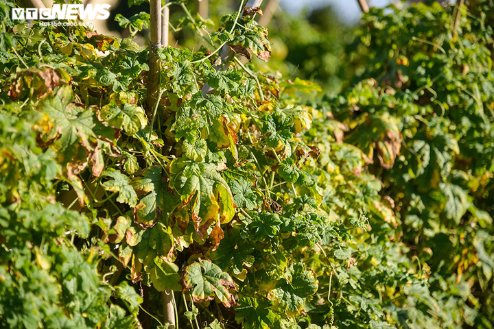 Ảnh: Nông dân ngoại thành Hà Nội 'bán lưng' dưới chảo lửa chống nắng hoa màu - 1