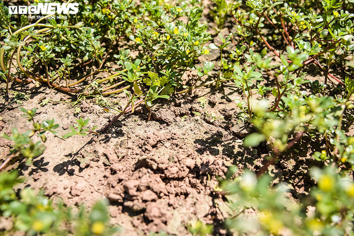 Ảnh: Nông dân ngoại thành Hà Nội 'bán lưng' dưới chảo lửa chống nắng hoa màu - 4