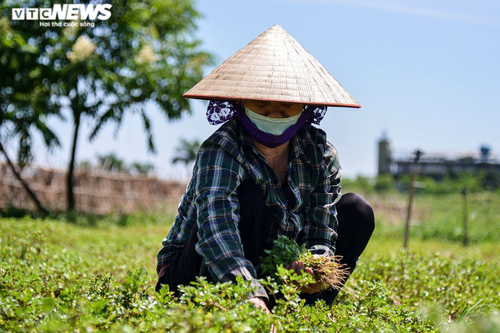 Ảnh: Nông dân ngoại thành Hà Nội 'bán lưng' dưới chảo lửa chống nắng hoa màu - 6