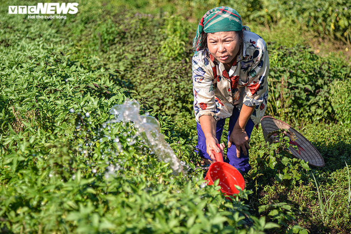 Ảnh: Nông dân ngoại thành Hà Nội 'bán lưng' dưới chảo lửa chống nắng hoa màu - 7