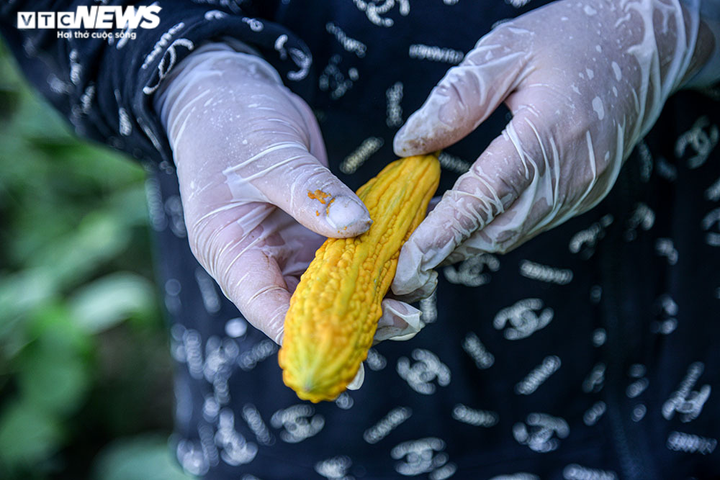 Ảnh: Nông dân ngoại thành Hà Nội 'bán lưng' dưới chảo lửa chống nắng hoa màu - 8