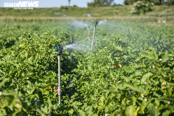 Ảnh: Nông dân ngoại thành Hà Nội 'bán lưng' dưới chảo lửa chống nắng hoa màu - 9