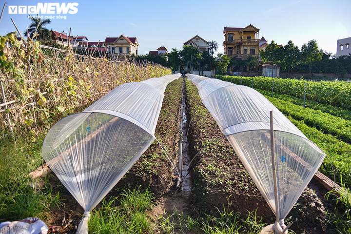 Ảnh: Nông dân ngoại thành Hà Nội 'bán lưng' dưới chảo lửa chống nắng hoa màu - 10
